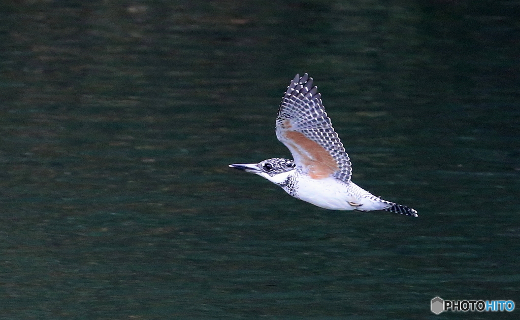 ヤマセミ姐さんのローパス(20160305）