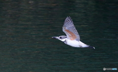 ヤマセミ姐さんのローパス(20160305）