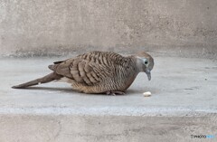 初めてのゼブラ鳩
