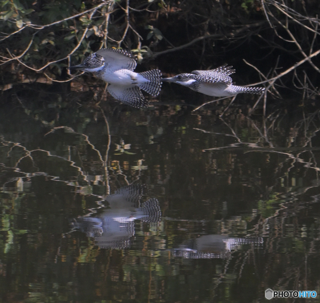 ヤマセミのランデヴー⑧
