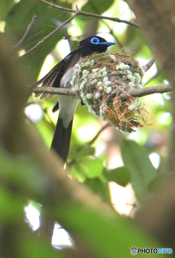 5月のサンコウチョウ君⑦