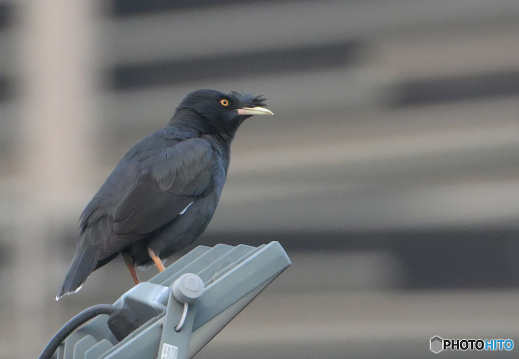 初めてのジャワハッカ