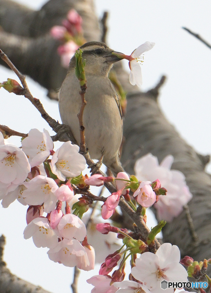 桜にニュウナイスズメ⑥