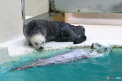 ラッコのコンビ