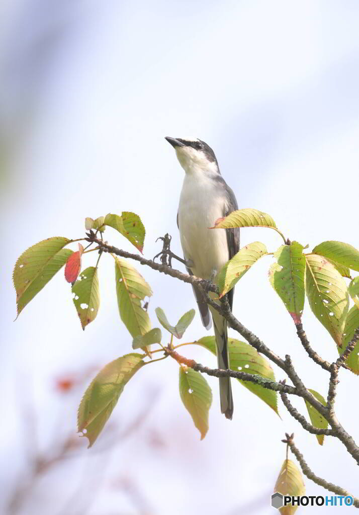 サンショウクイ2022