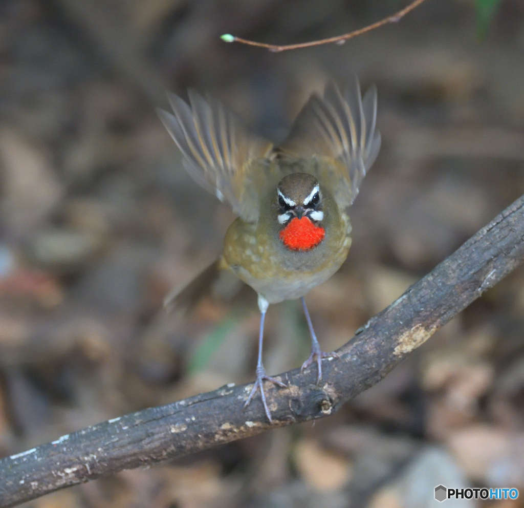 元気なノゴマくん②
