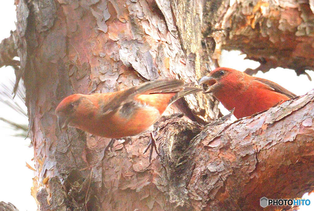 玉突きイスカ♂