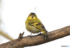 春のマヒワ⑤