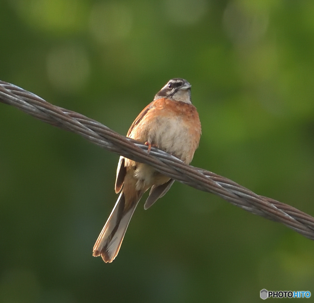 真夏のホオジロさん