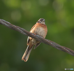 真夏のホオジロさん