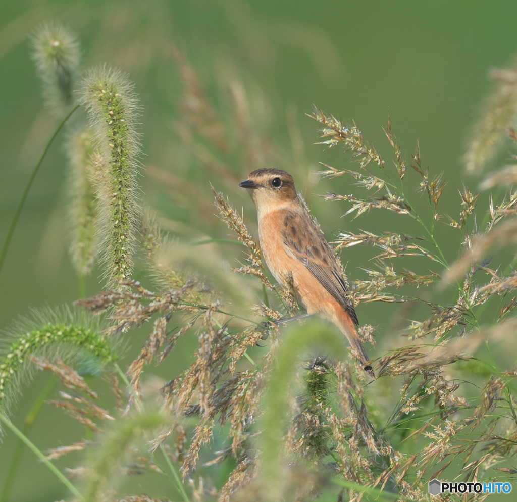 秋のノビタキ②