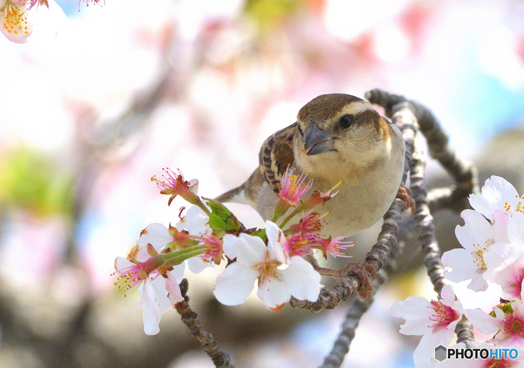 桜にニュウナイスズメ⑦