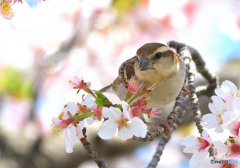 桜にニュウナイスズメ⑦