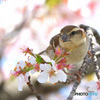 桜にニュウナイスズメ⑦