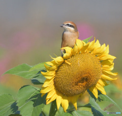 向日葵にモズ