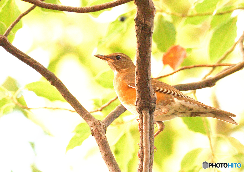 アカハラですよねえ？