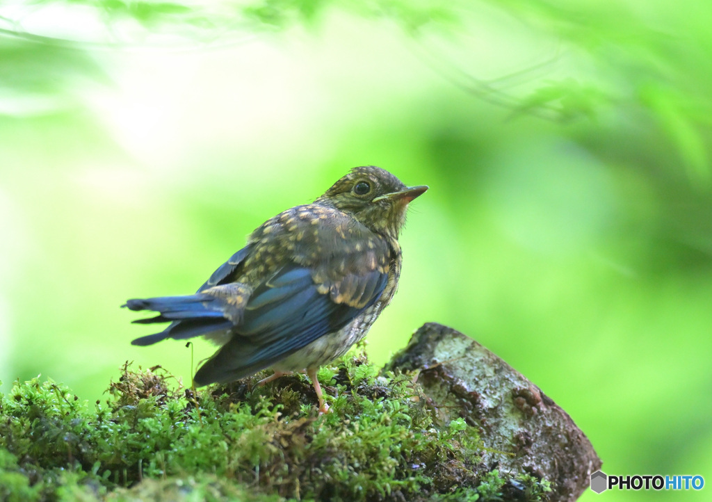在庫のオオルリ若