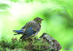 在庫のオオルリ若