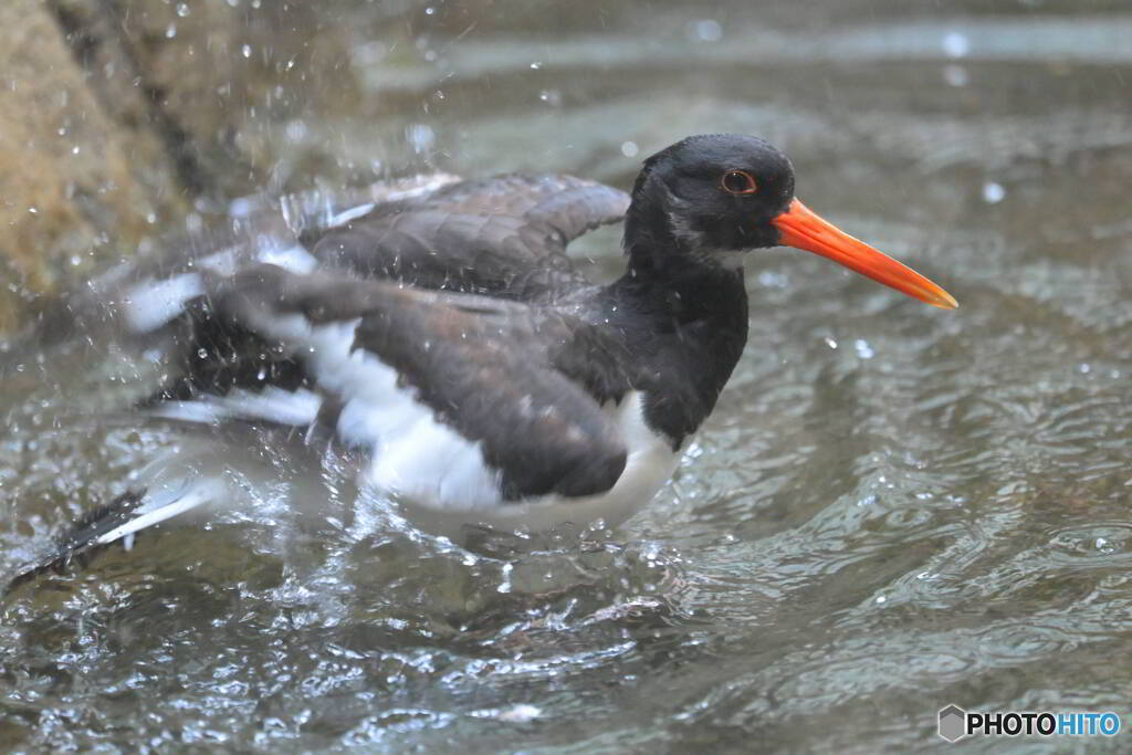 上野のミヤコドリ②