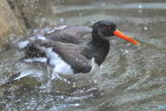 上野のミヤコドリ②