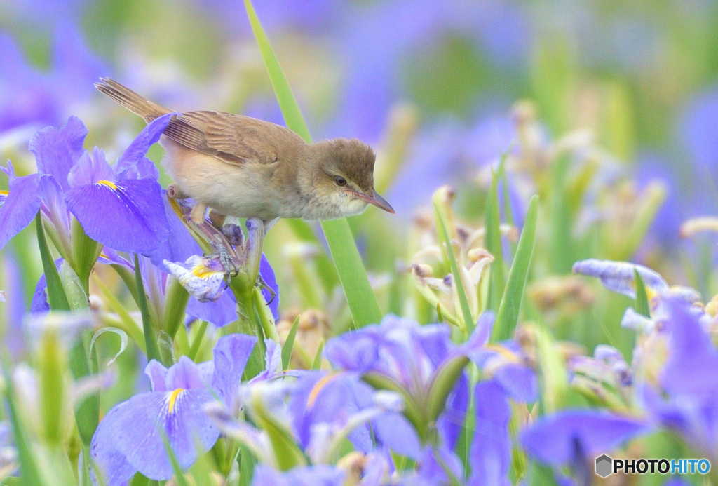 菖蒲にオオヨシキリ⑩