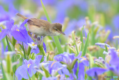菖蒲にオオヨシキリ⑩
