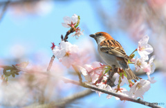 青空にニュウナイスズメⅡ