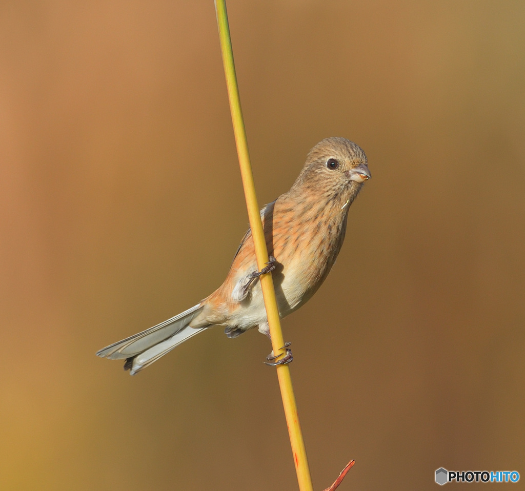 ベニマシコ♀2021