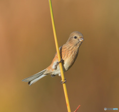 ベニマシコ♀2021