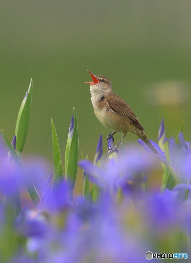 元気なオオヨシキリ⑤