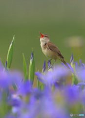 元気なオオヨシキリ⑤