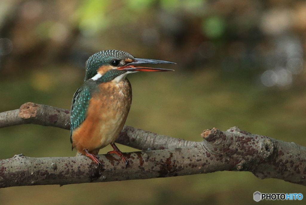 初めまして、幼鳥さん