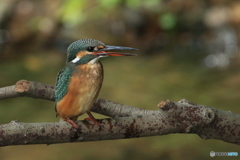 初めまして、幼鳥さん