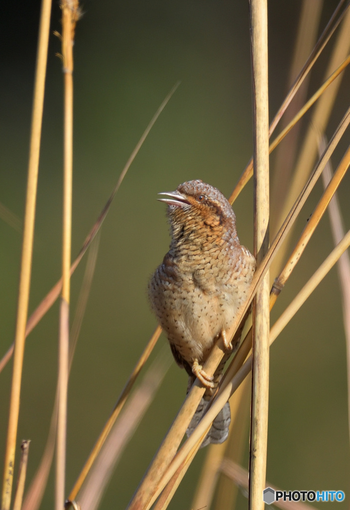 囀るアリスイさん