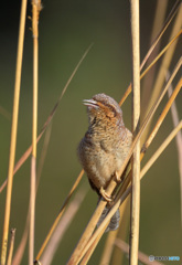 囀るアリスイさん