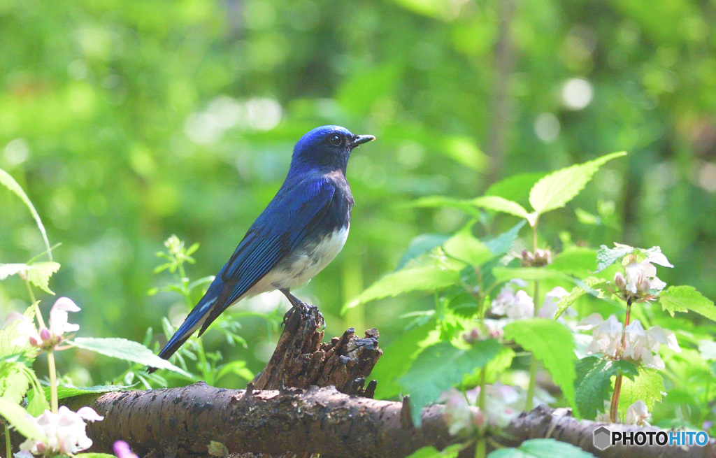 新緑にオオルリ④