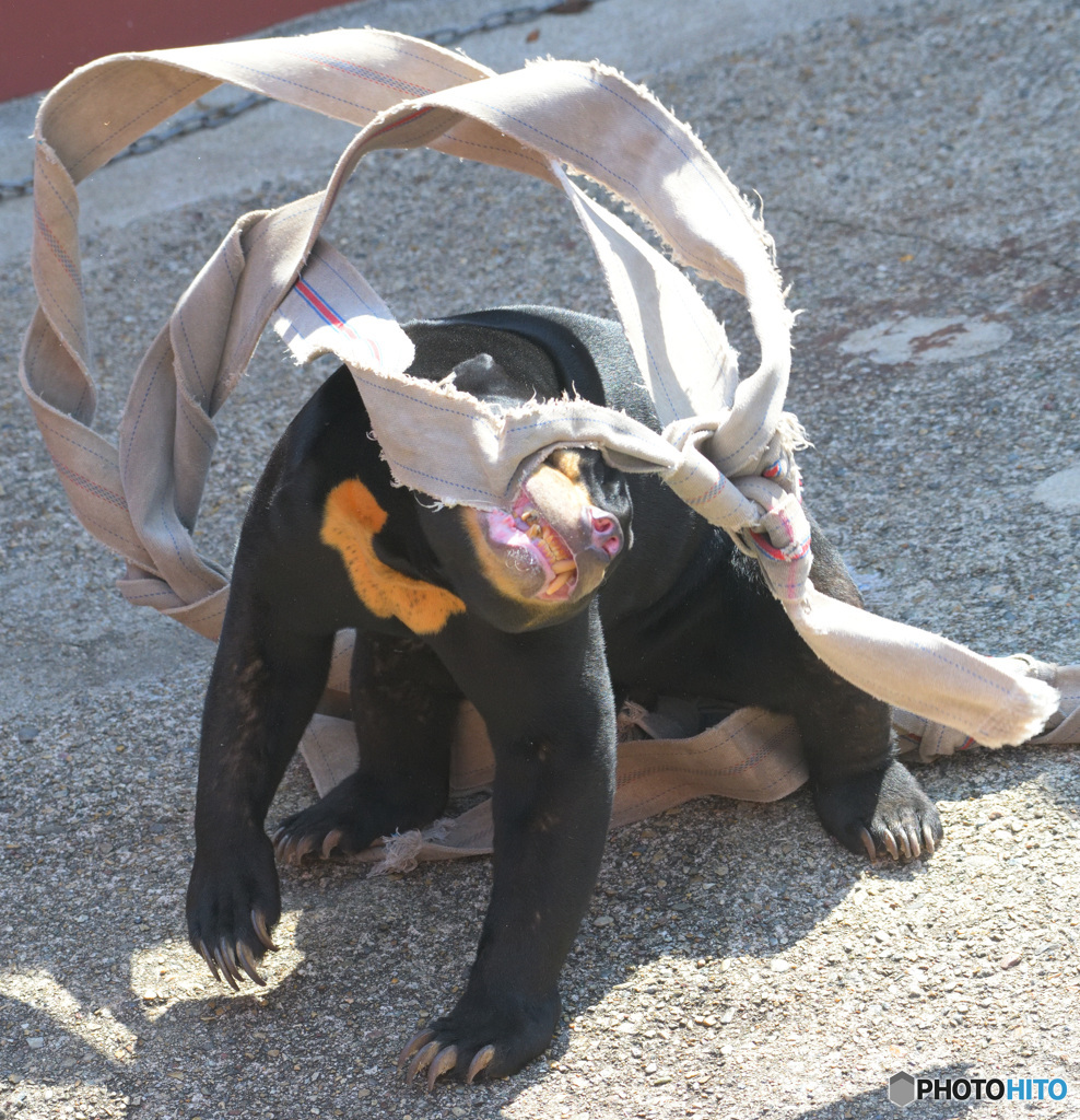 連獅子の練習中?(^_^;)