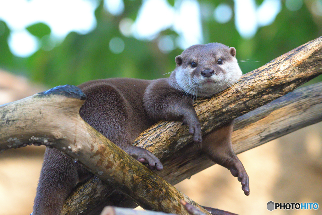 まったりコツメさん