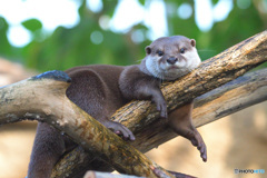 まったりコツメさん