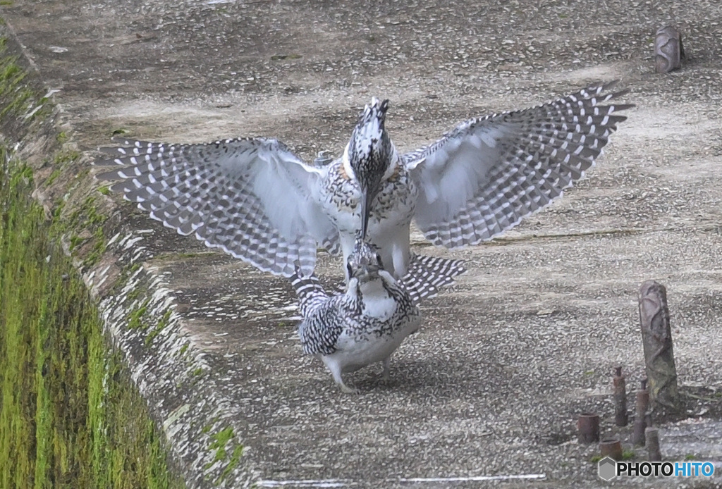 ヤマセミのカップル