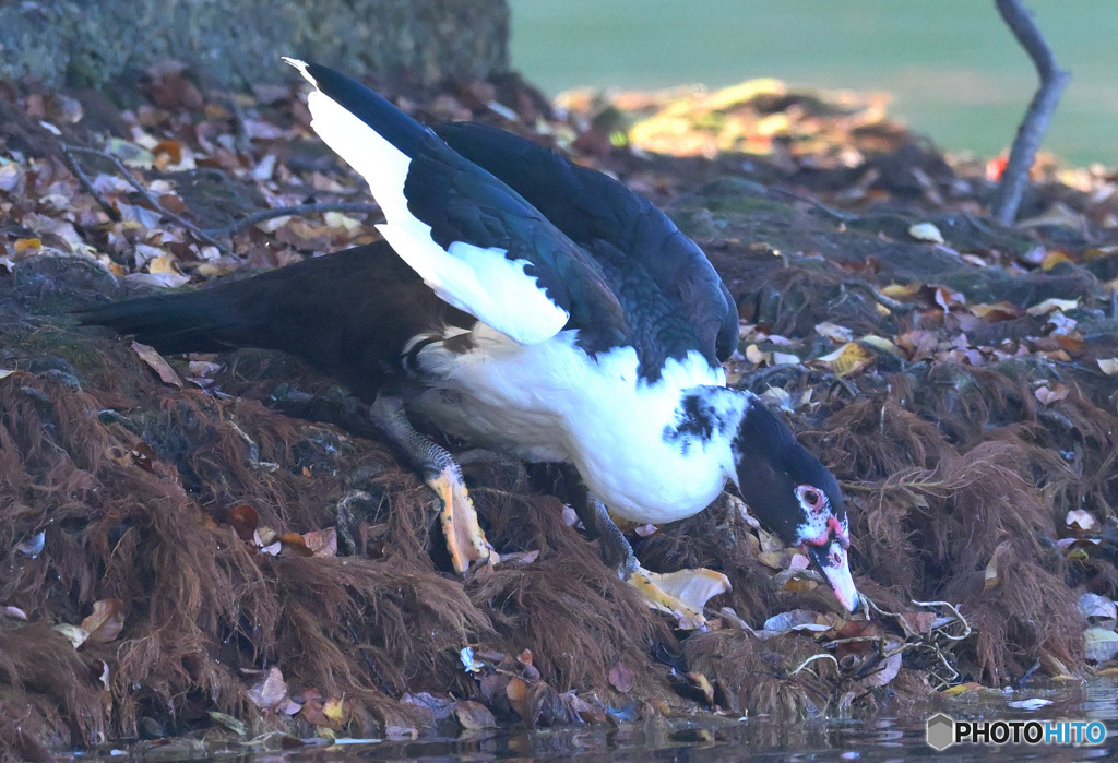 迷鳥バリケン⑨