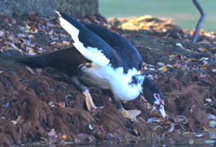 迷鳥バリケン⑨