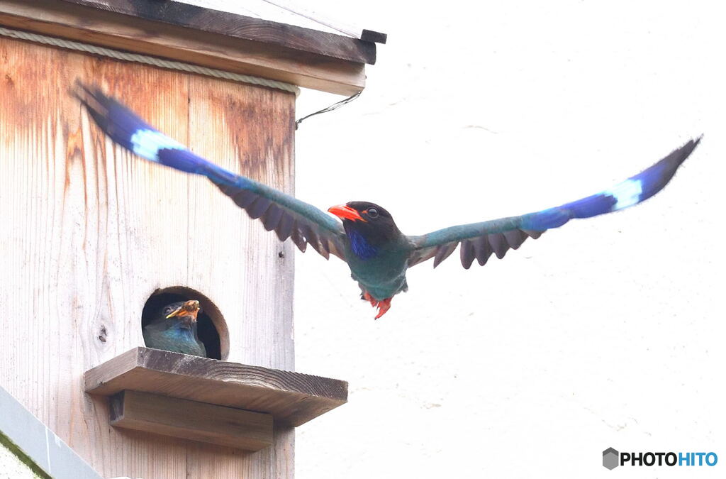 ブッポウソウの親子③