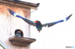 ブッポウソウの親子③