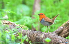 コマドリくんⅢ