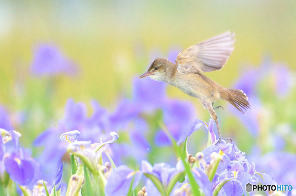 菖蒲にオオヨシキリⅢ