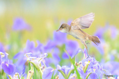 菖蒲にオオヨシキリⅢ