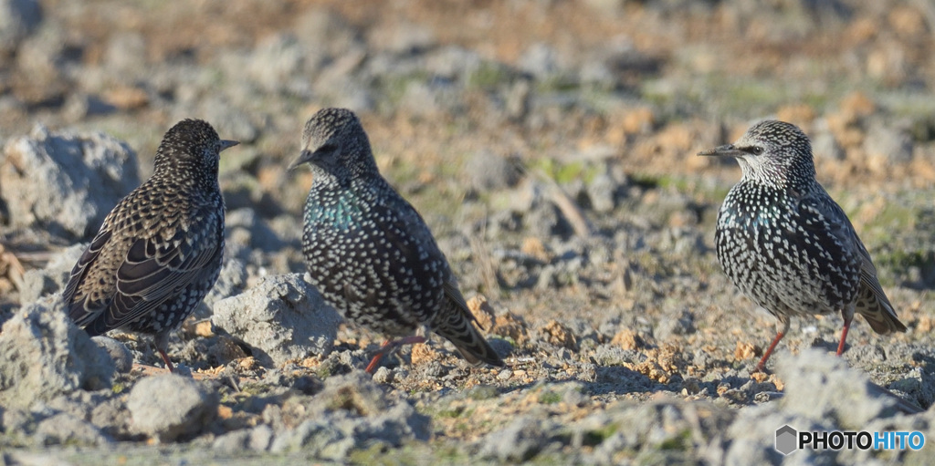 ホシムクドリのスリーカード