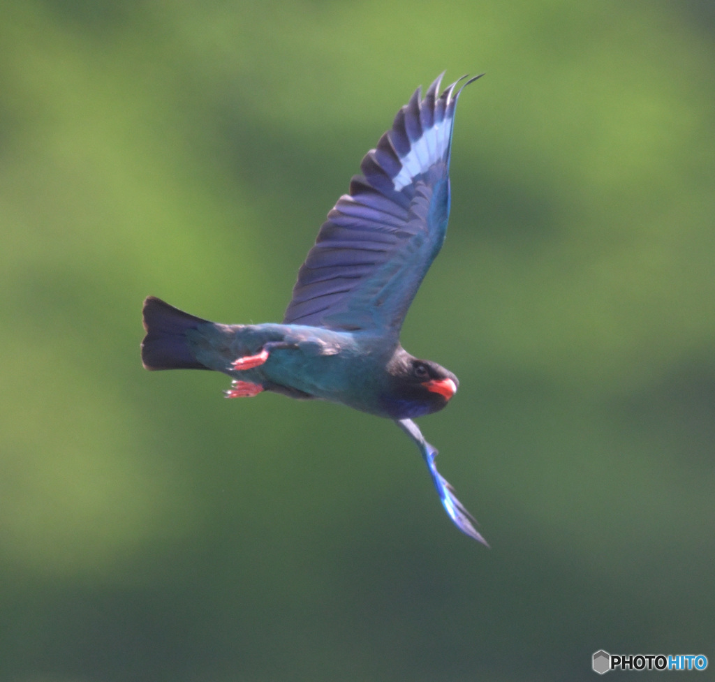 7月のブッポウソウ㉘