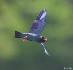 7月のブッポウソウ㉘